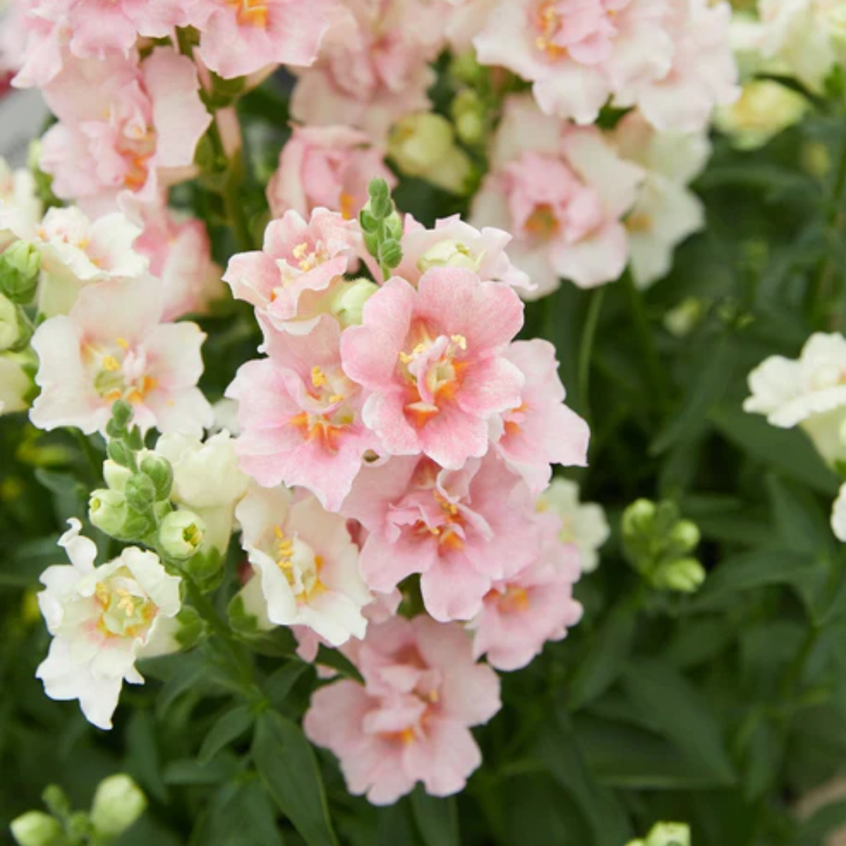 Doubleshot Appleblossom Snapdragon Seeds - Cold Resistant, 30 seeds