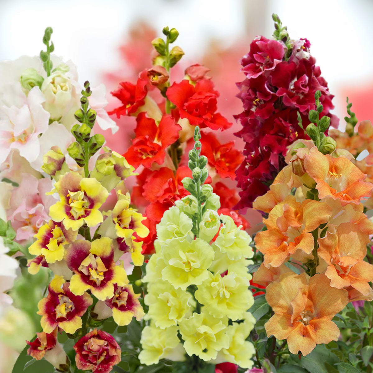 Doubleshot Snapdragon Mix Seeds - Cold Resistant, 30 seeds