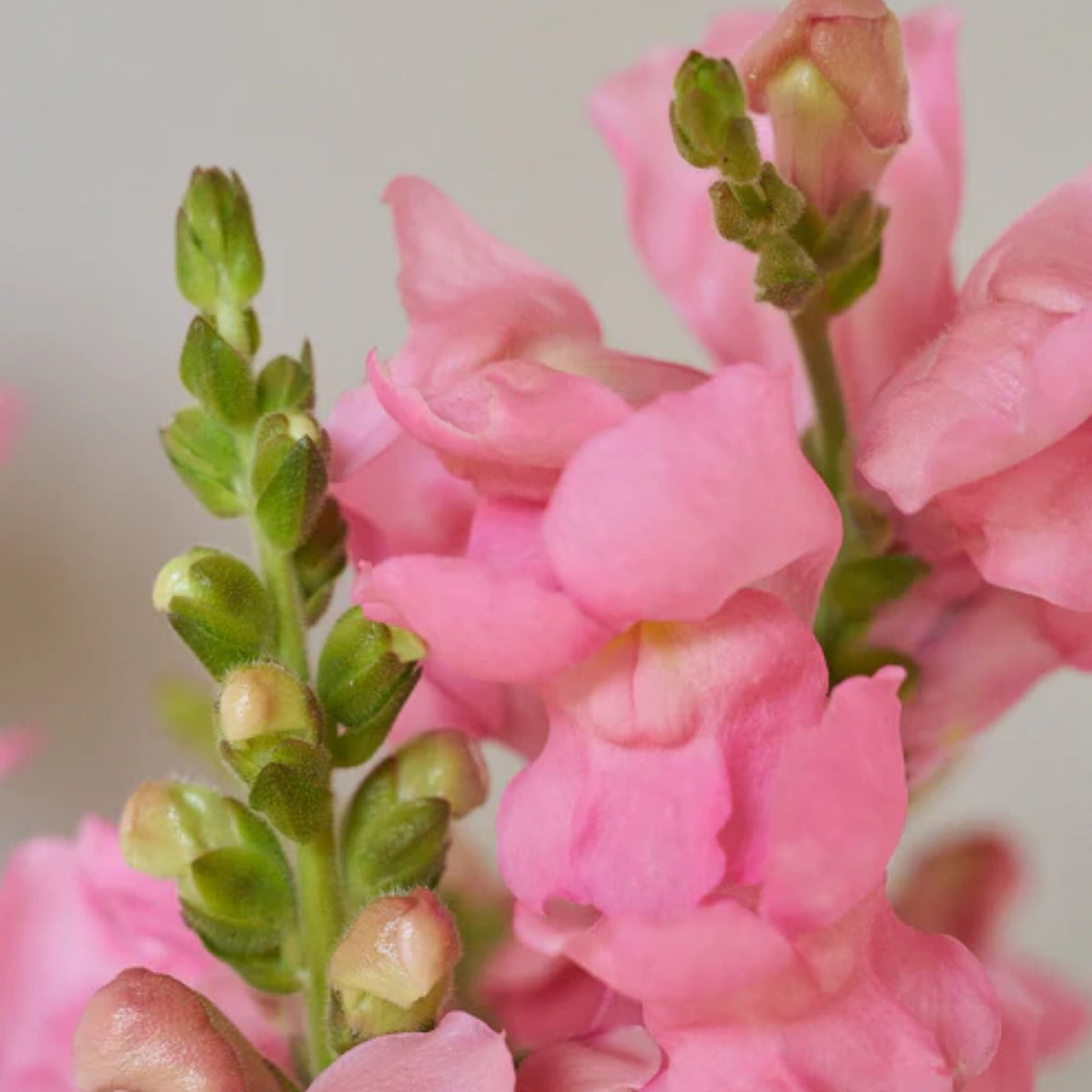 Potomac Pink Snapdragon Seeds - Cold Resistant, Potted, 30 seeds
