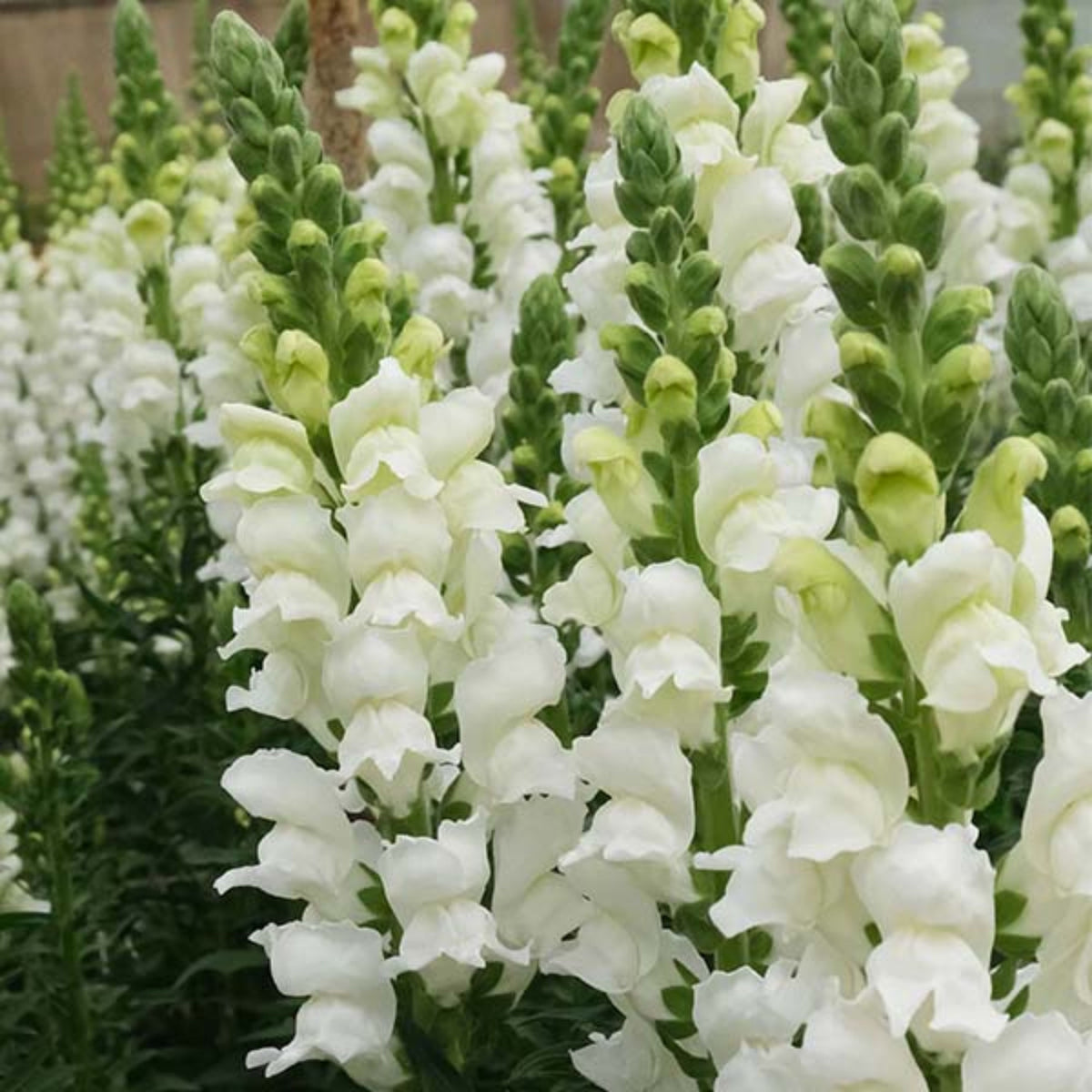 Potomac White Snapdragon Seeds - Cold Resistant, Potted, 30 seeds