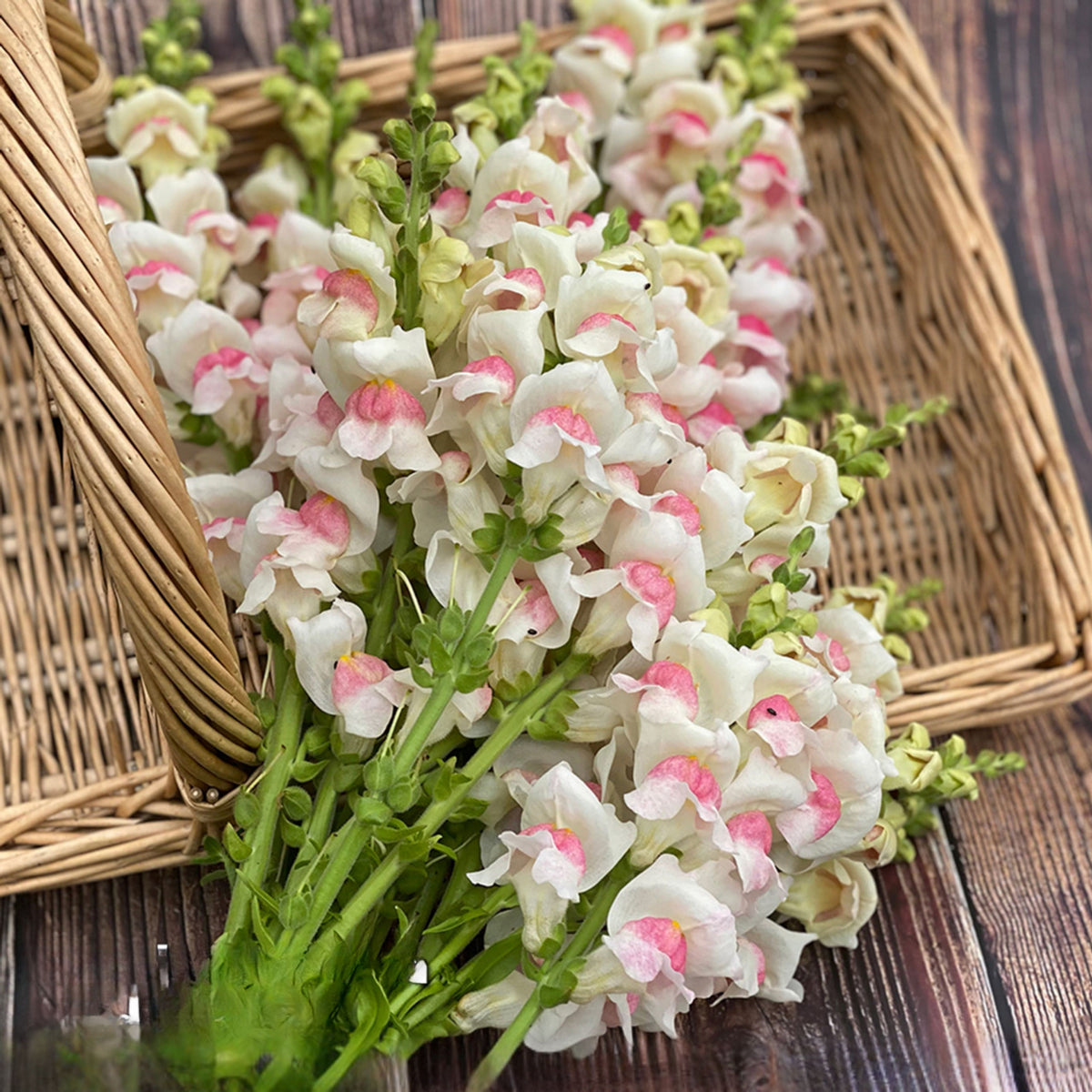 Potomac Appleblossom Snapdragon Seeds - Cold Resistant, 30 seeds