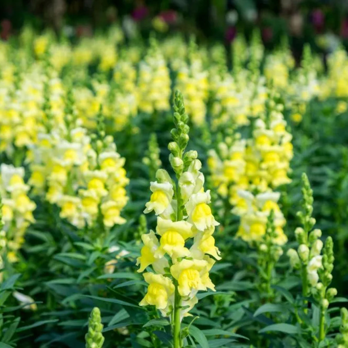 Potomac Yellow Snapdragon Seeds - Potted, 30 seeds