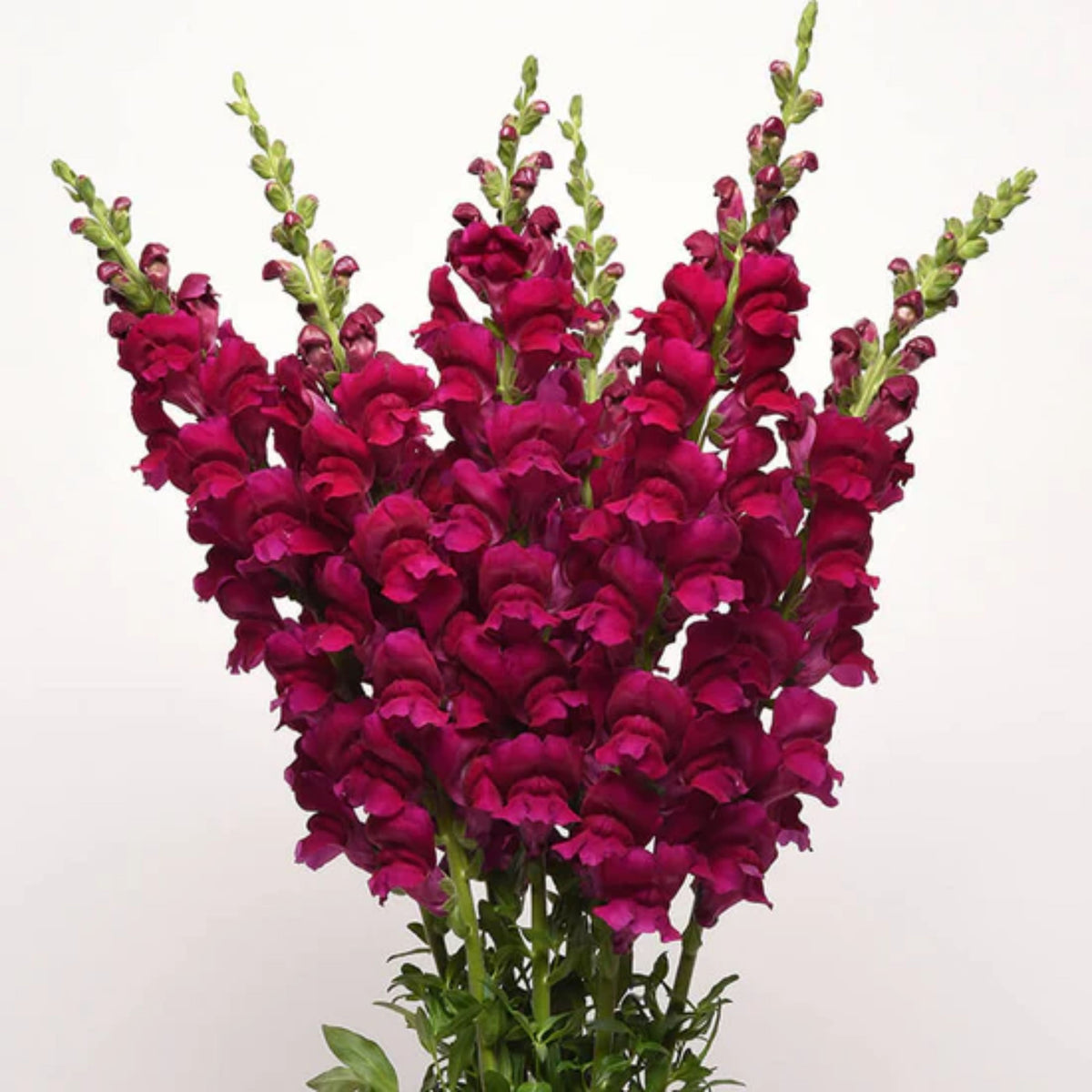 Potomac Royal Snapdragon Seeds - Potted, Cold Resistant, 30 seeds