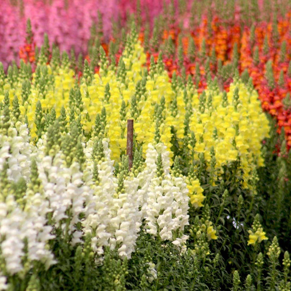Potomac Snapdragon Mix Seeds - Cold Resistant, 30 seeds