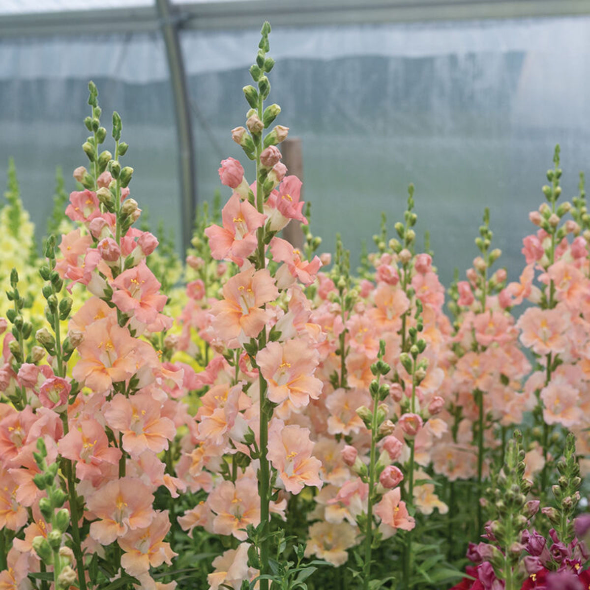 Chantilly Light Salmon Snapdragon Seeds - Cold Resistant, 30 seeds