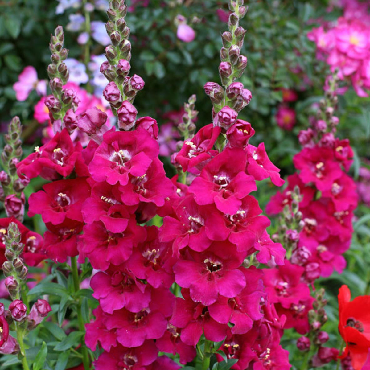 Chantilly Purple Snapdragon Seeds - Cold Resistant, 30 seeds