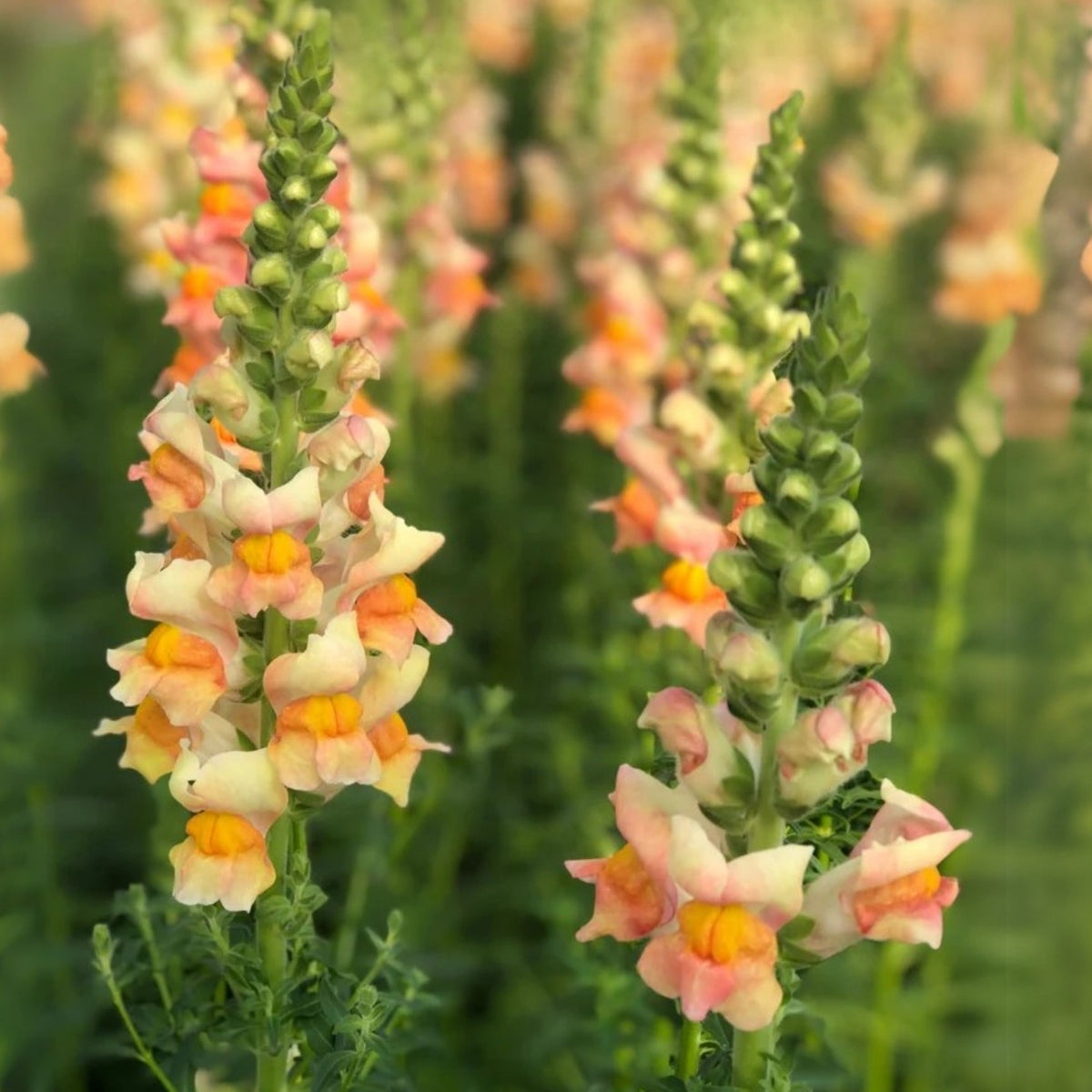 Costa Apricot Snapdragon Seeds - Cold Resistant, Potted, 30 seeds