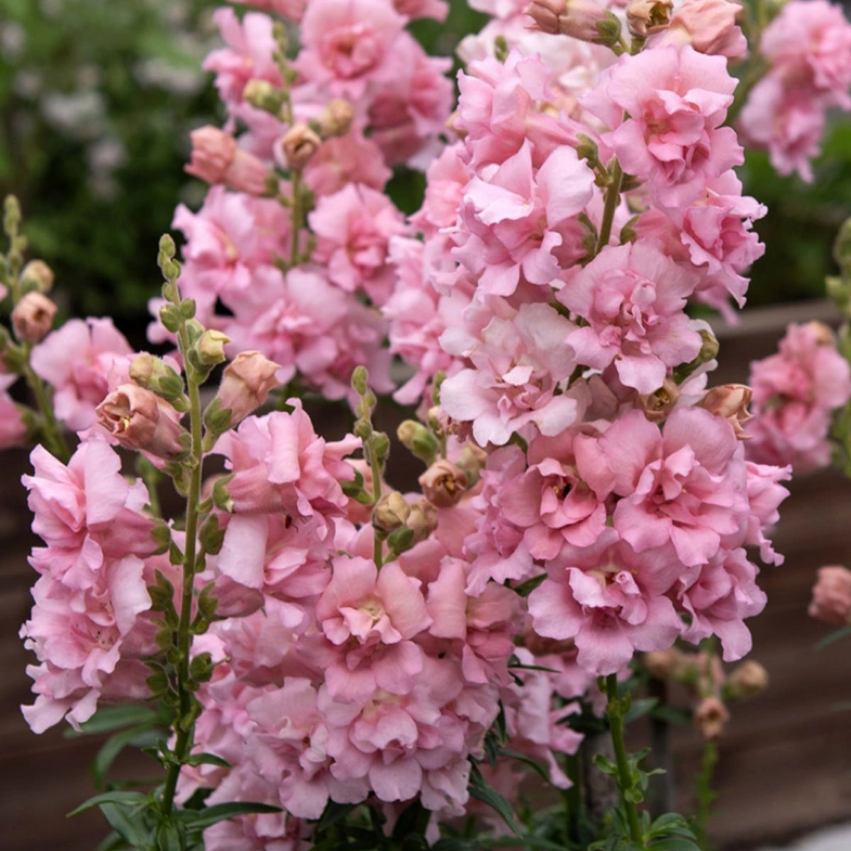 Snapstar Pink Snapdragon Seeds - Cold Resistant, 30 seeds