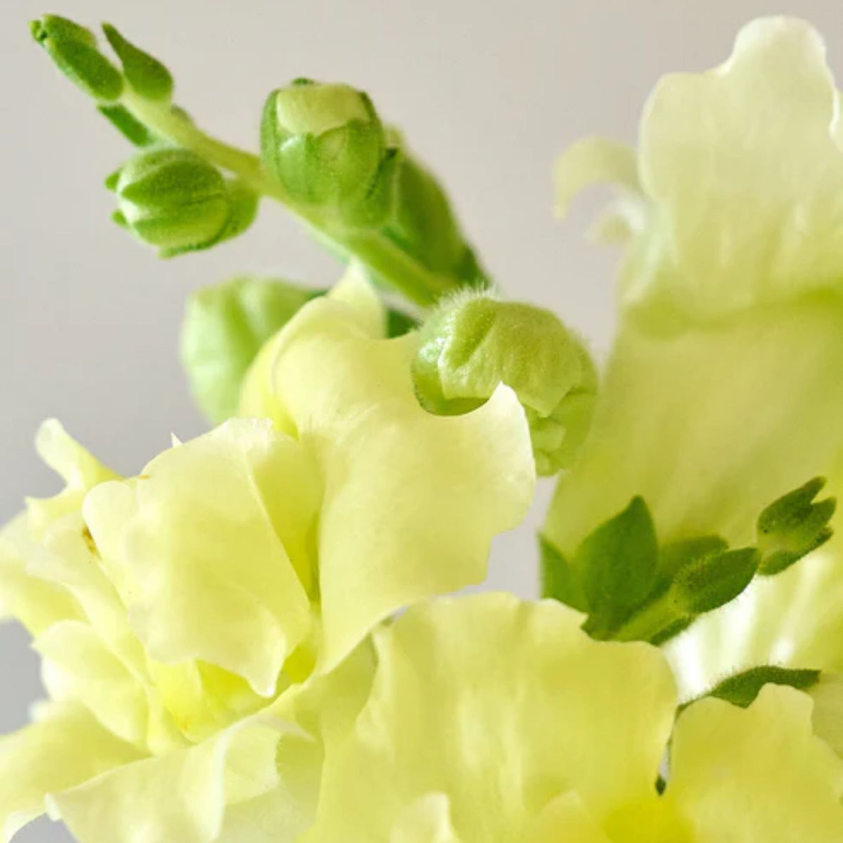 Madame Butterfly Yellow Snapdragon Seeds - Cold Resistant, 30 seeds