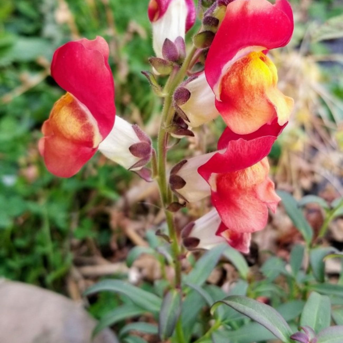 Snapdragon 'Rembrandt' Seeds - Cold Resistant, 30 seeds