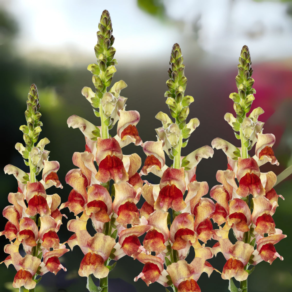 Snapdragon 'Avignon Bicolor Yellow' Seeds - Cold Resistant, 30 seeds