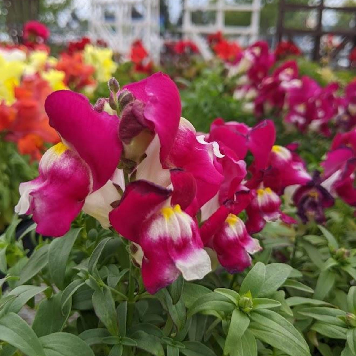 Snapshot Burgundy Bicolor Snapdragon Seeds - Cold Resistant, 30 seeds