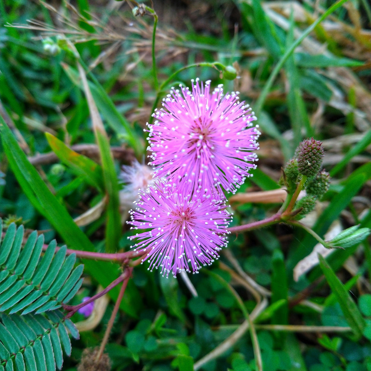 Sensitive Mimosa Seeds - Air Purifying, Flowering, 25+ seeds