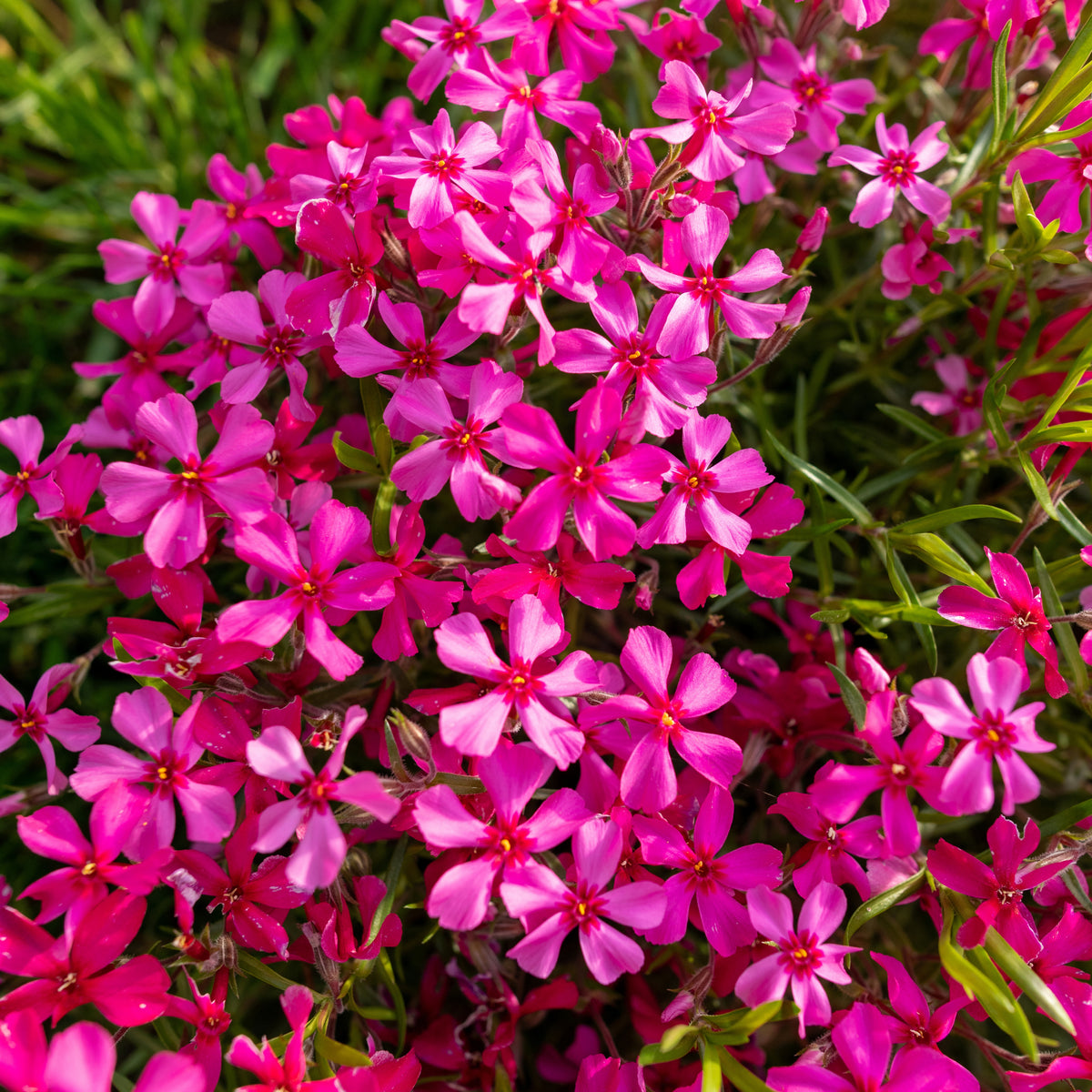 Scarlet Flame Creeping Phlox Seeds - Cold Resistant, 25+ seeds