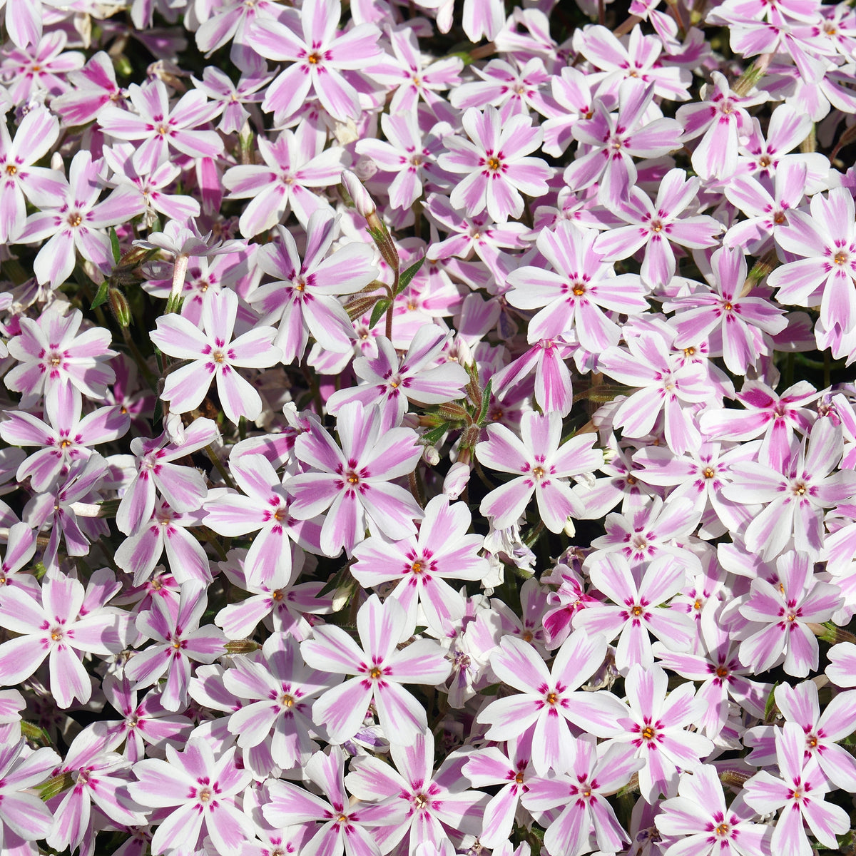 Candy Stripe Creeping Phlox Seeds - Cold Resistant, 25+ seeds