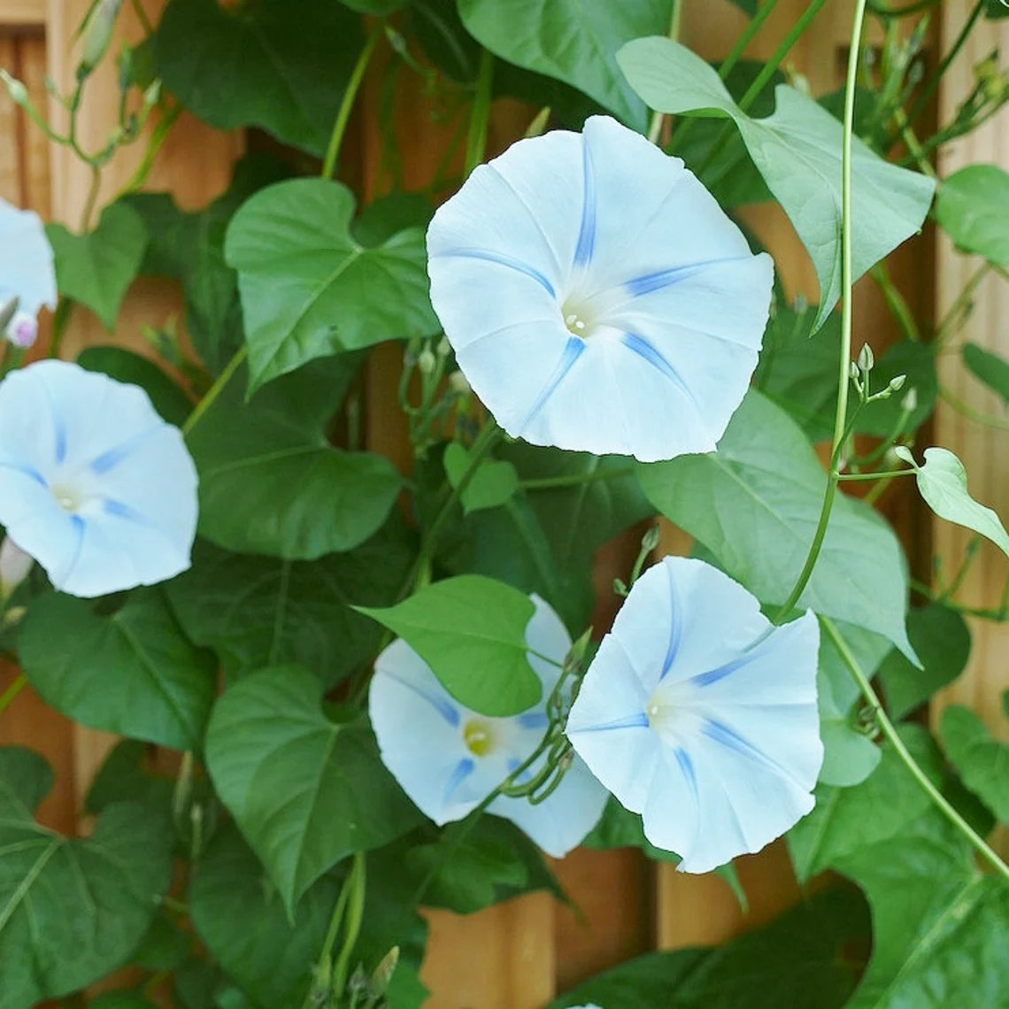 30+ Rare Seeds - Ismay Morning Glory Seeds