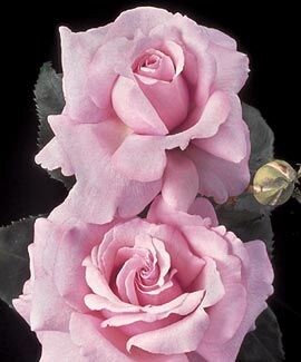 Memorial Day Rose (Pink Hybrid Tea Rose) Seeds, 30 seeds