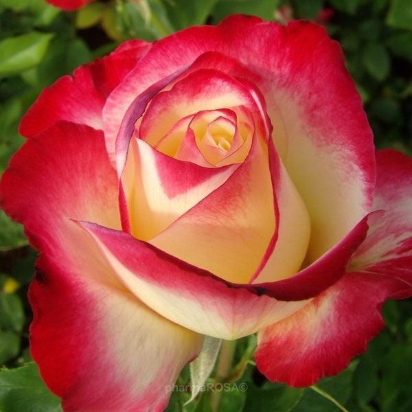 Hybrid Tea Seeds - Red, White, 30 seeds