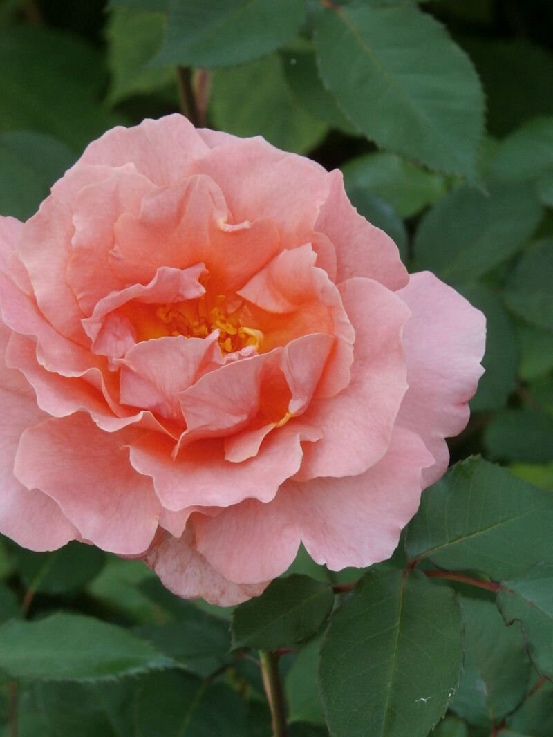 Sunset Glow Rose Seeds, 30 seeds