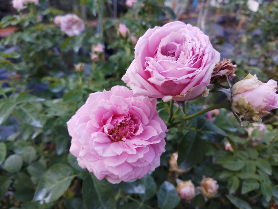 Rose 'Blue Sky' Lilac-Blue Fragrant Rose Seeds, 30 seeds