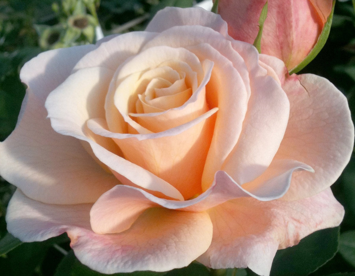 Rose Bush Flower Seeds, 30 seeds