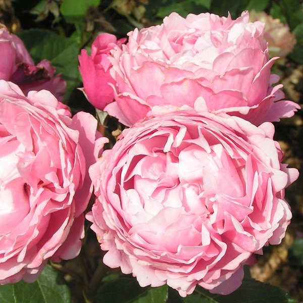 Sister Emmanuelle Hybrid Tea Rose Seeds, 30 seeds