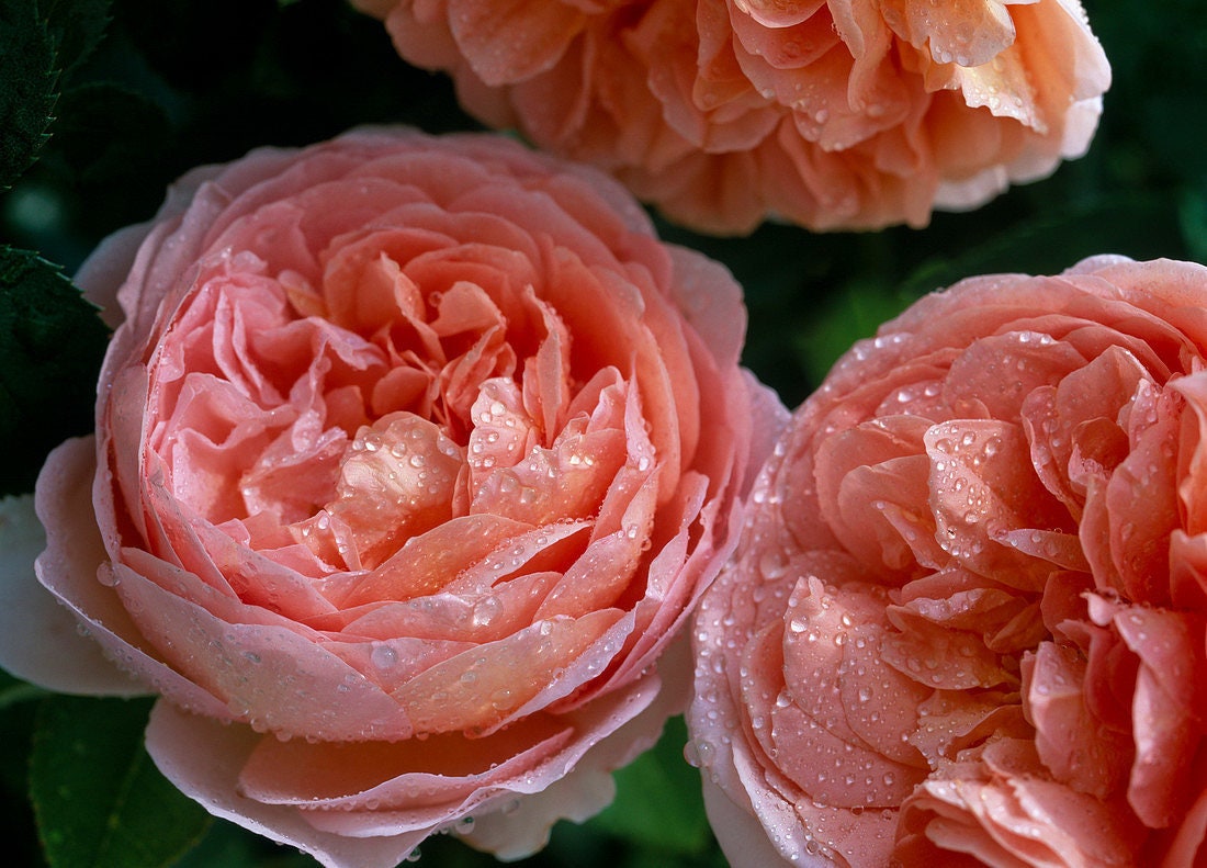 Sweet Mademoiselle Hybrid Rose Seeds, 30 seeds