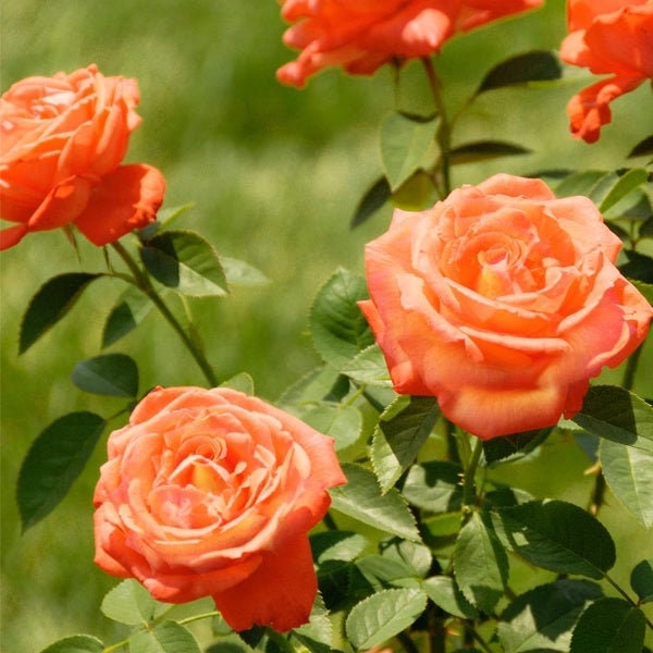 Tropicana Hybrid Tea Rose Seeds, 30 seeds