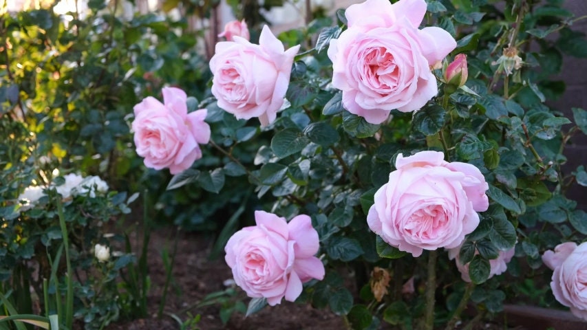 Amazing Grace Shrub Rose Seeds, 30 seeds