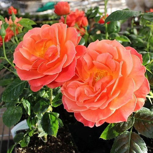 Livin’ Easy Floribunda Rose Seeds, 30 seeds