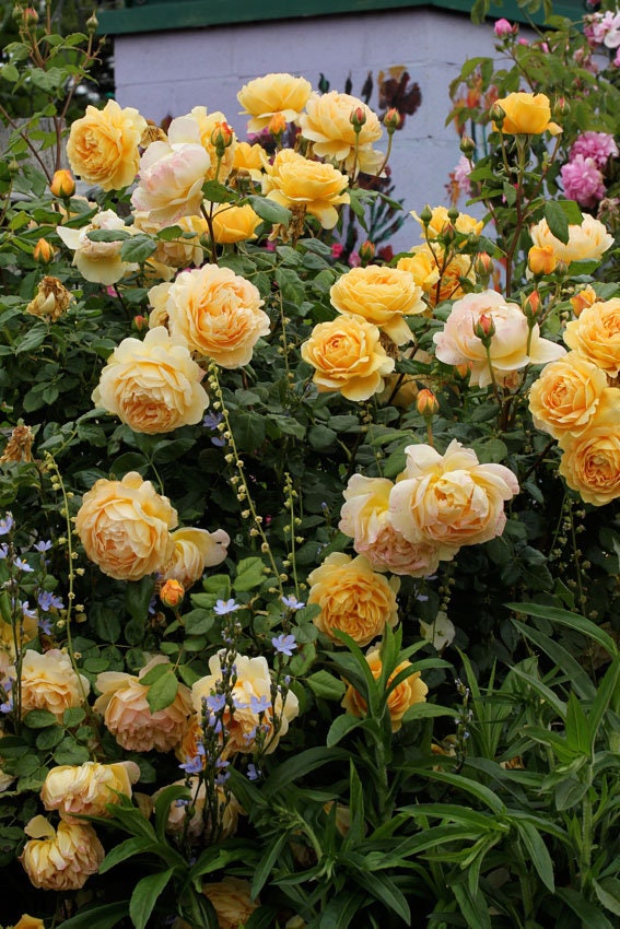 Golden Celebration Rose Seeds, 30 seeds