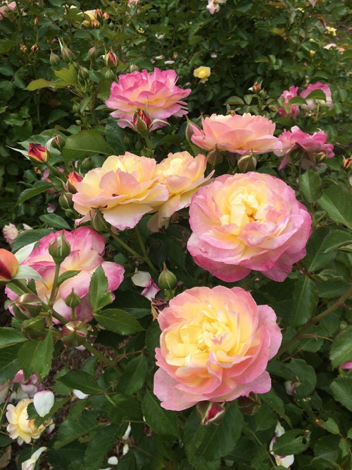 Life of the Party Shrub Rose Seeds, 30 seeds