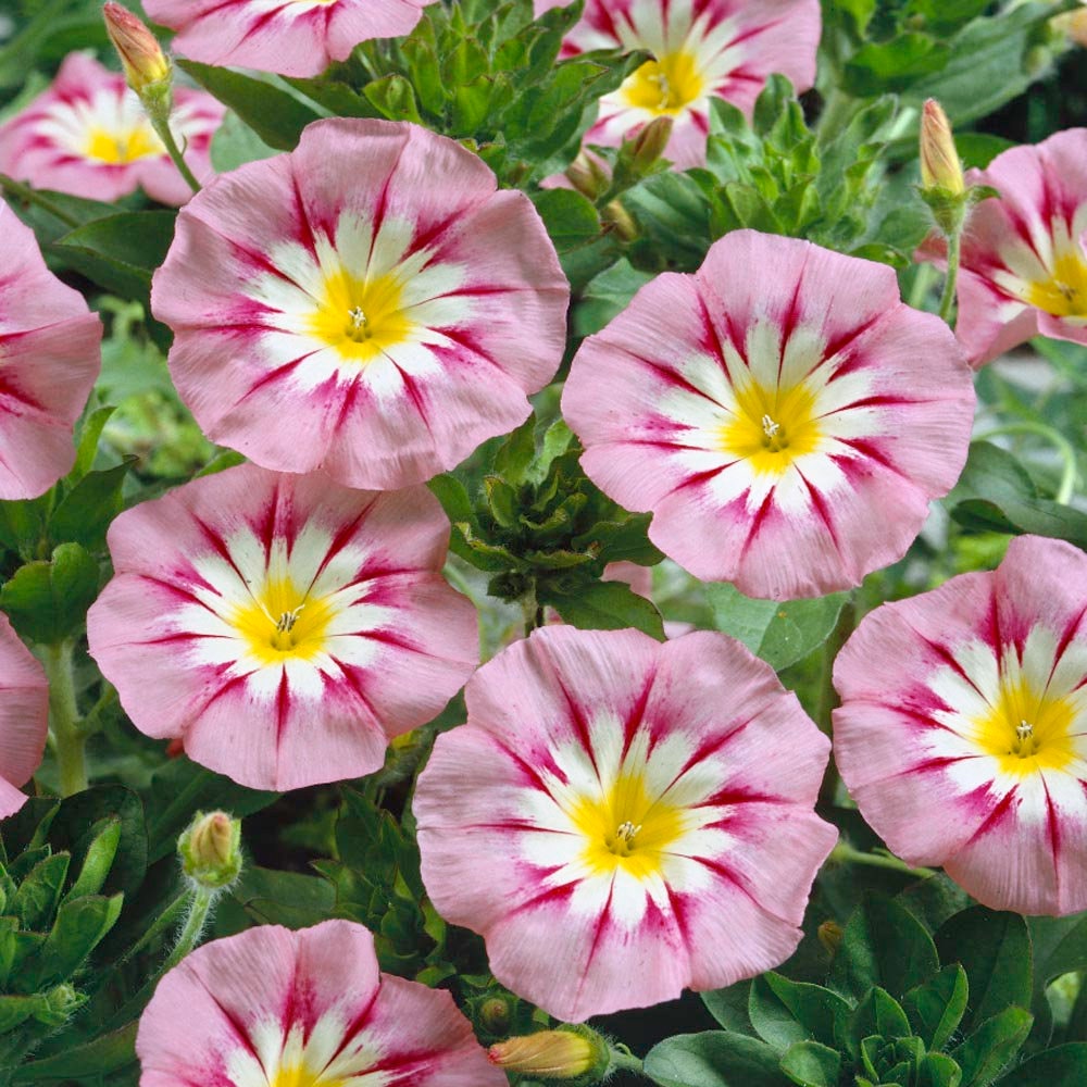 Ensign Rose Morning Glory Seeds - Climbing Vine, 30+ seeds