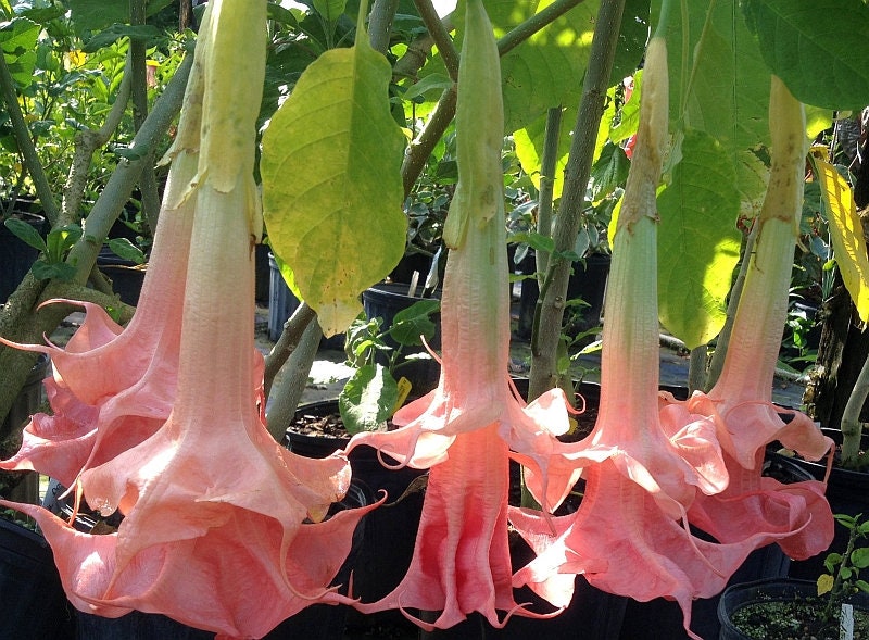 Pink Agel's Trumpet Datura Seeds, 25+ seeds