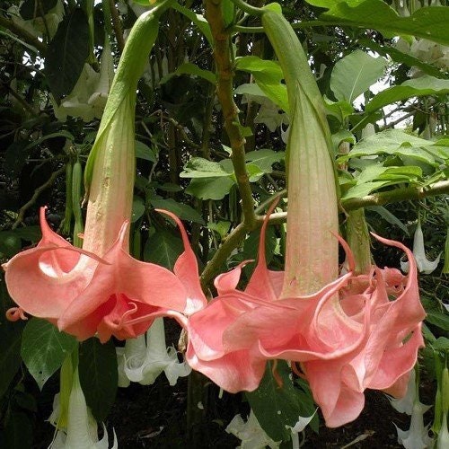 25+ Seeds| Pink Agel's Trumpet Datura Flower Seeds #G002