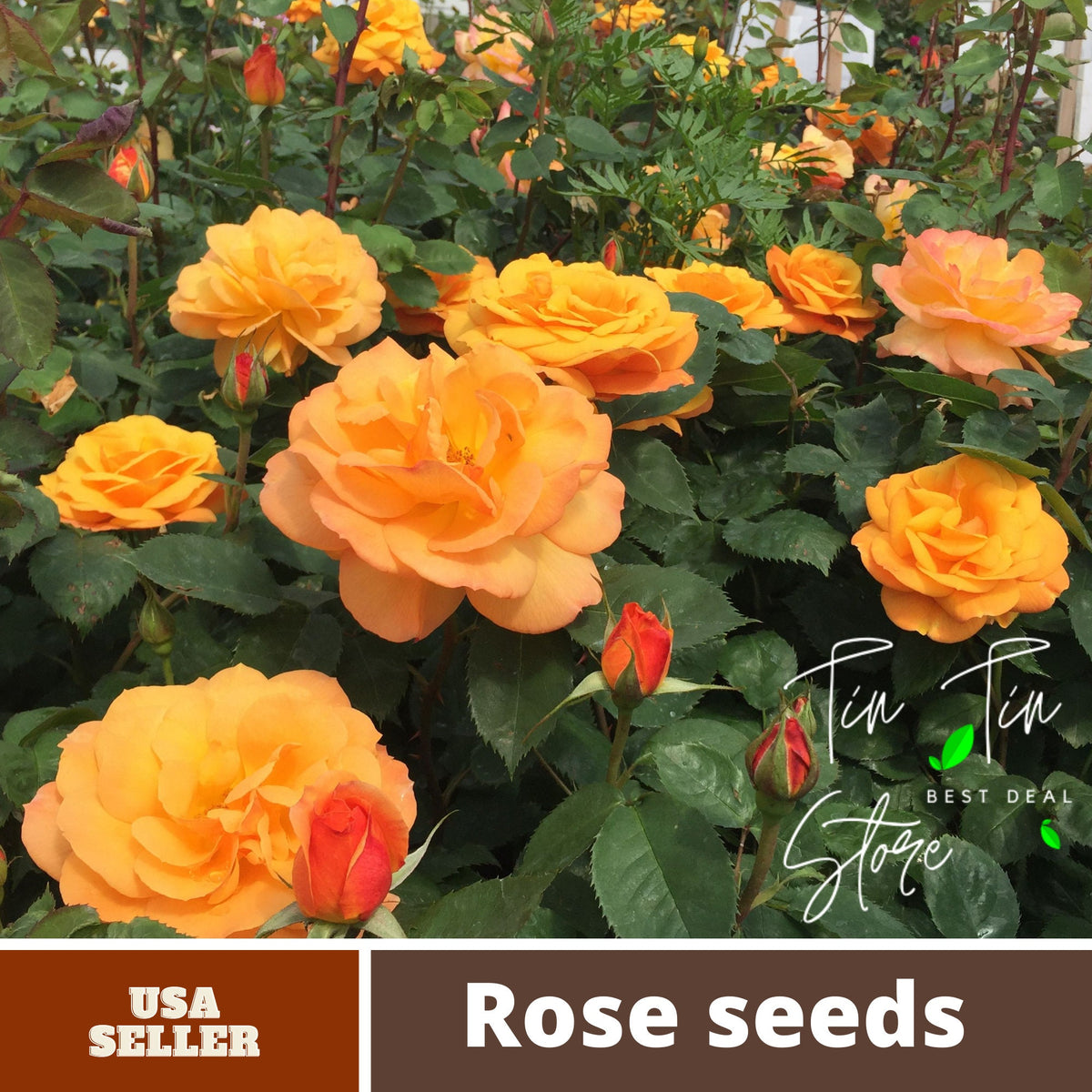 Yellow Good As Gold Hybrid Rose Flower Seeds, 30+ seeds