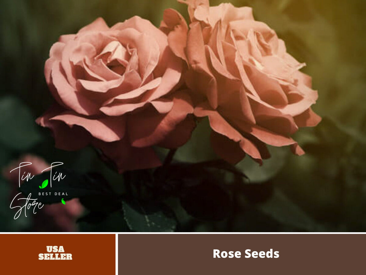Brown Rose Seeds, 30 seeds