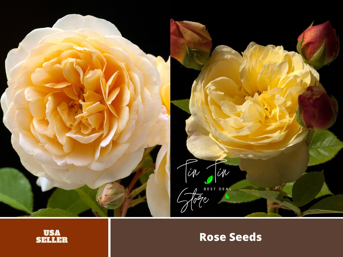 Teasing Georgia Rose Seeds, 30 seeds