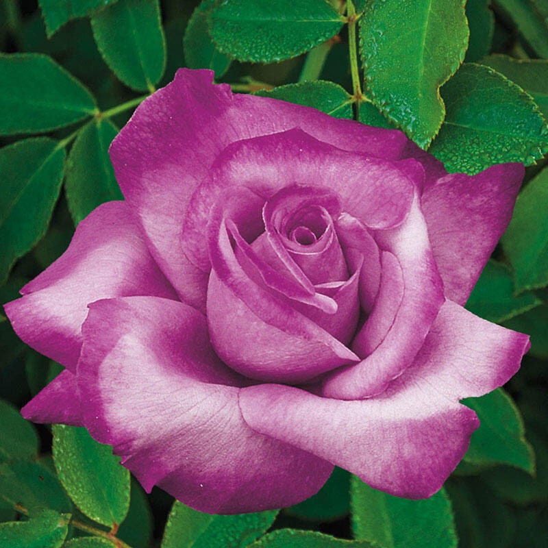 Fragrant Plum Grandiflora Rose Seeds, 30 seeds