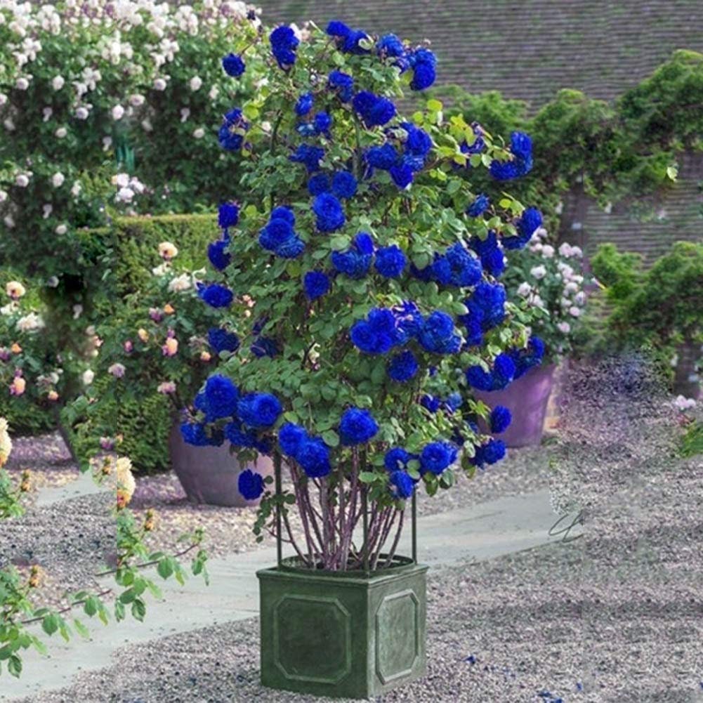Blue Climbing Rose Bush Flower Seeds, 30 seeds