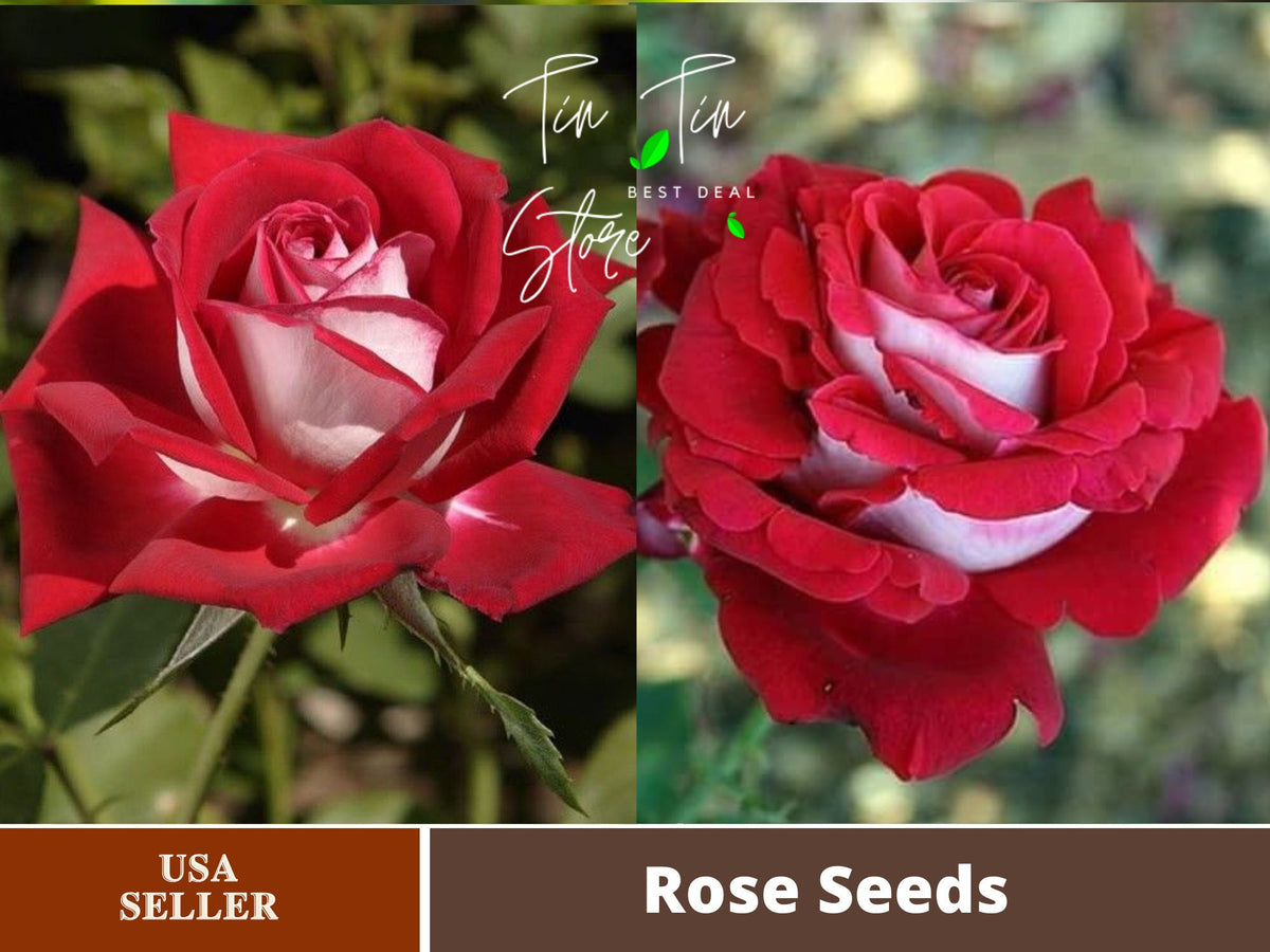 Flaming Peace Rose Seeds, 30 seeds