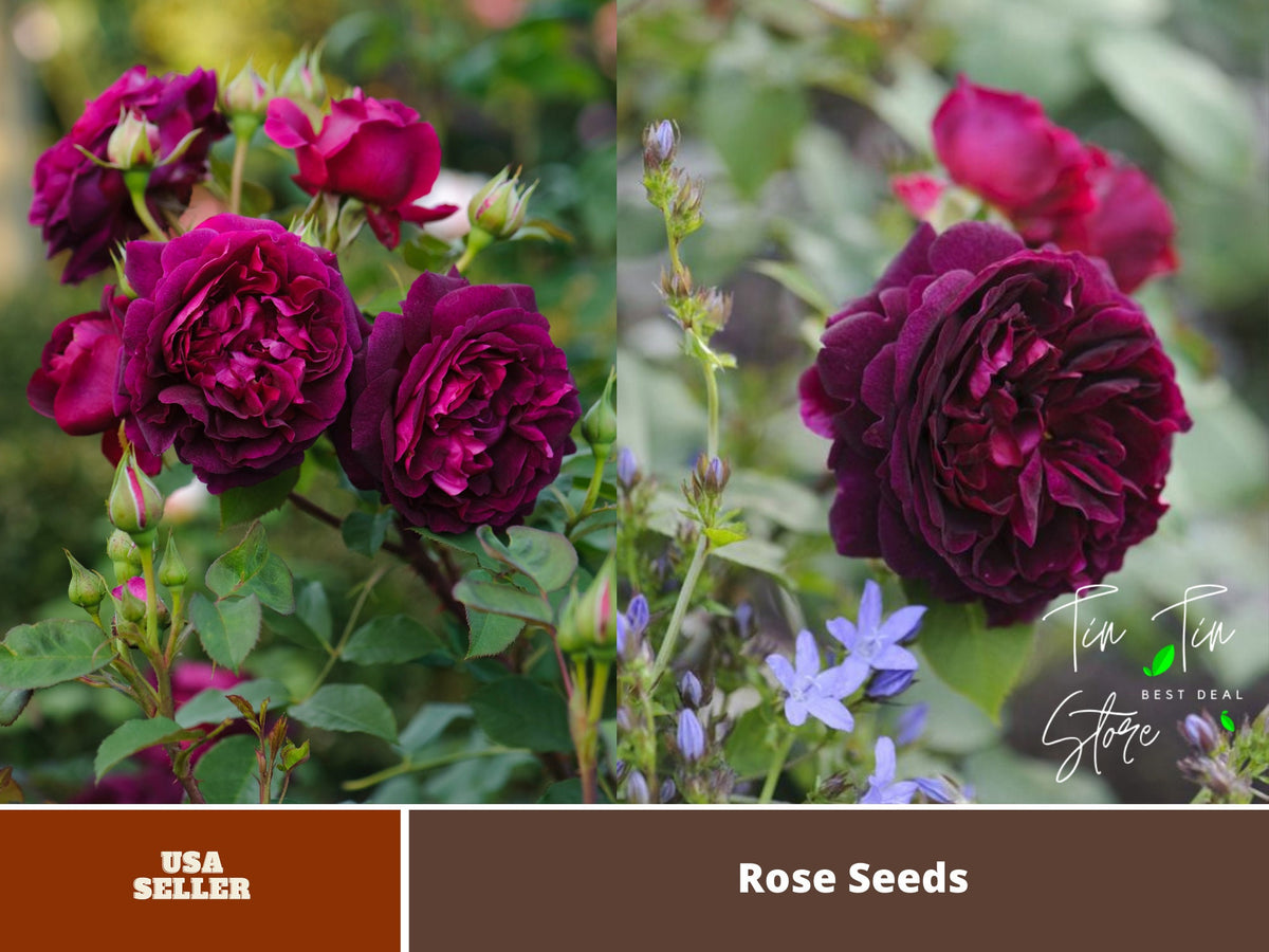 English Shrub Munstead Wood Rose Bush Flower Seeds, 30 seeds