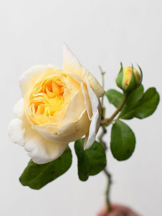Moonlight Romantica Hybrid Tea Rose Seeds, 30 seeds