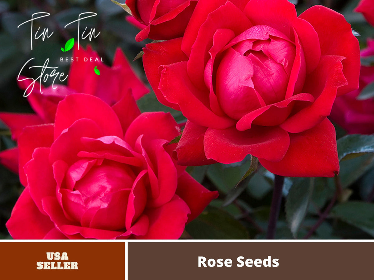 Cherry Red Double Knockout Rose Seeds, 30 seeds