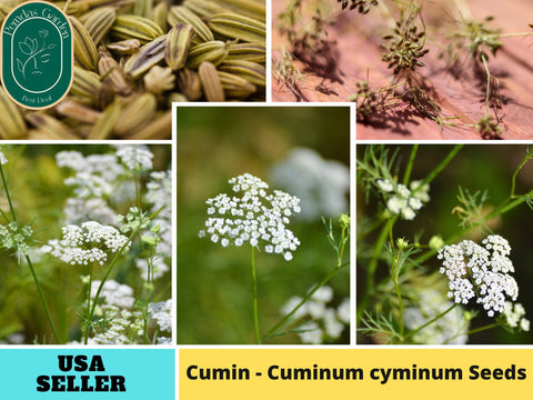 105 Seeds| Cumin - Cuminum cyminum Seeds- Herbs Seeds #6019
