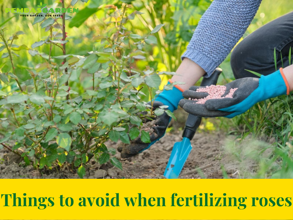 THINGS TO AVOID WHEN FERTILIZING ROSES