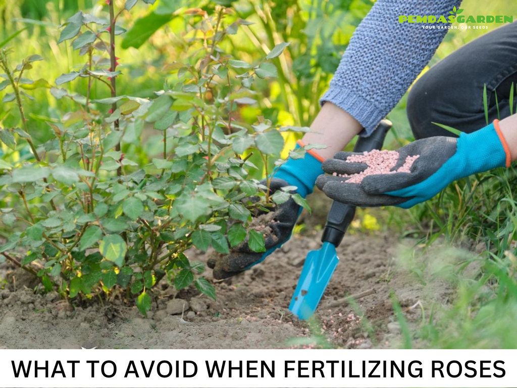 WHAT TO AVOID WHEN FERTILIZING ROSES