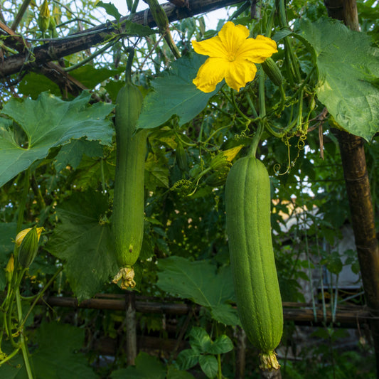 How to Grow Cucumbers from Seed: Direct-Sow Success Guide