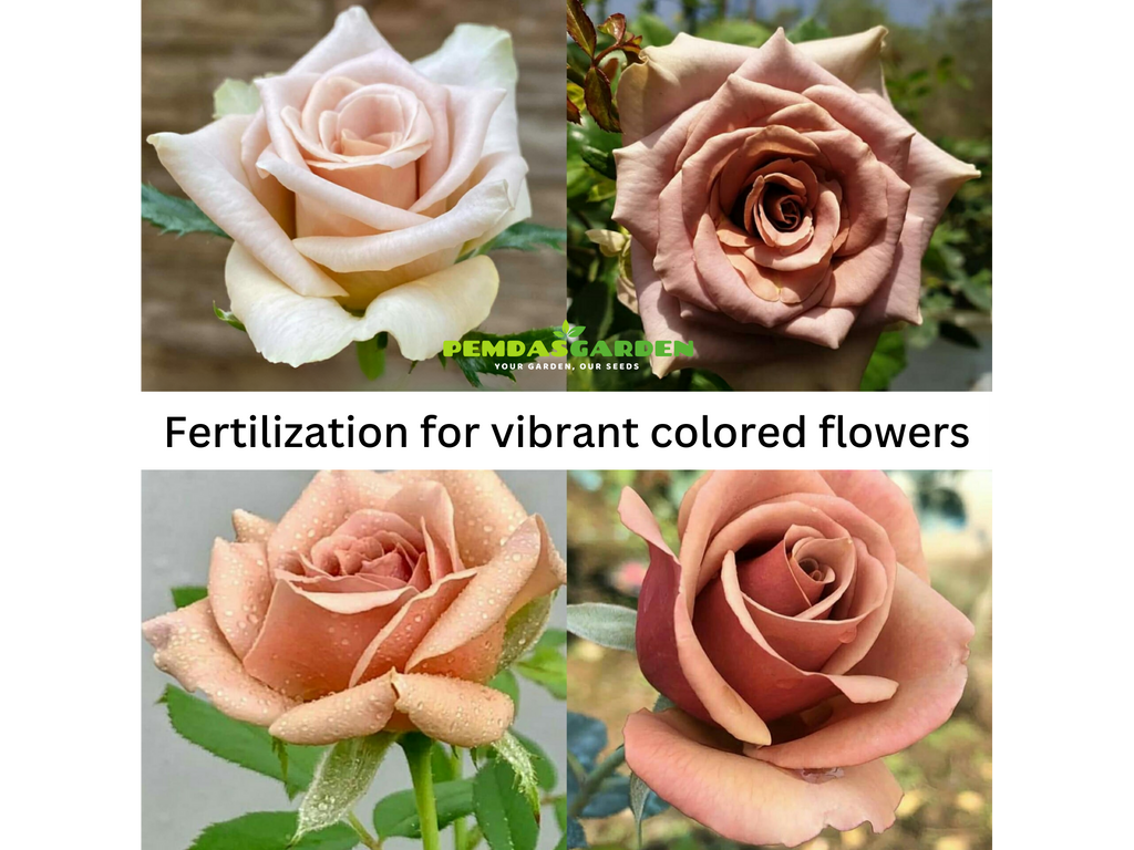 Care and fertilization for vibrant colored flowers