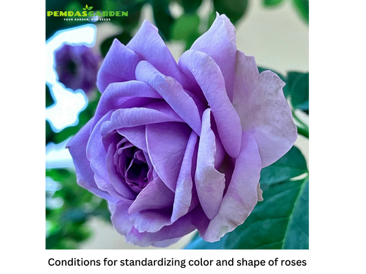 Conditions for standardizing color and shape of roses
